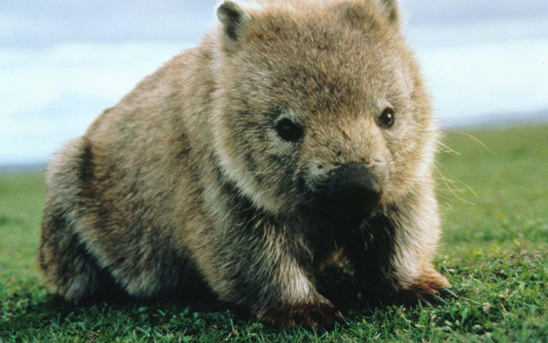 Wombat. Wombat HD Wallpaper
