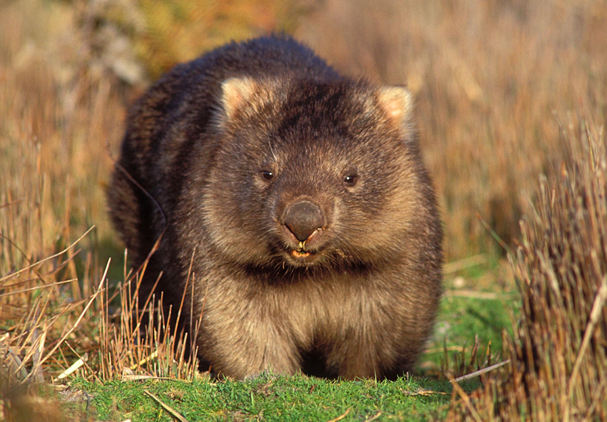 Wombat Animal Pictures