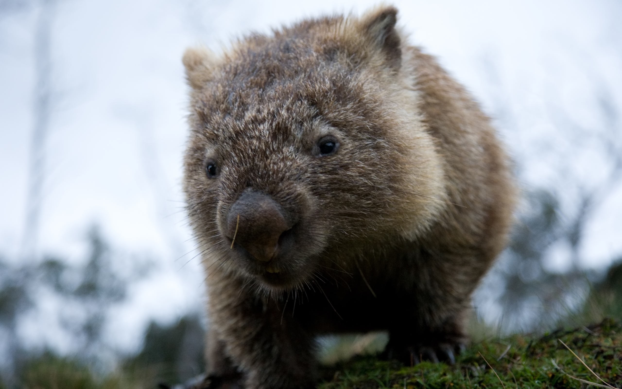 Interesting Wombat HDQ Image Collection, HDQ Cover Wallpaper