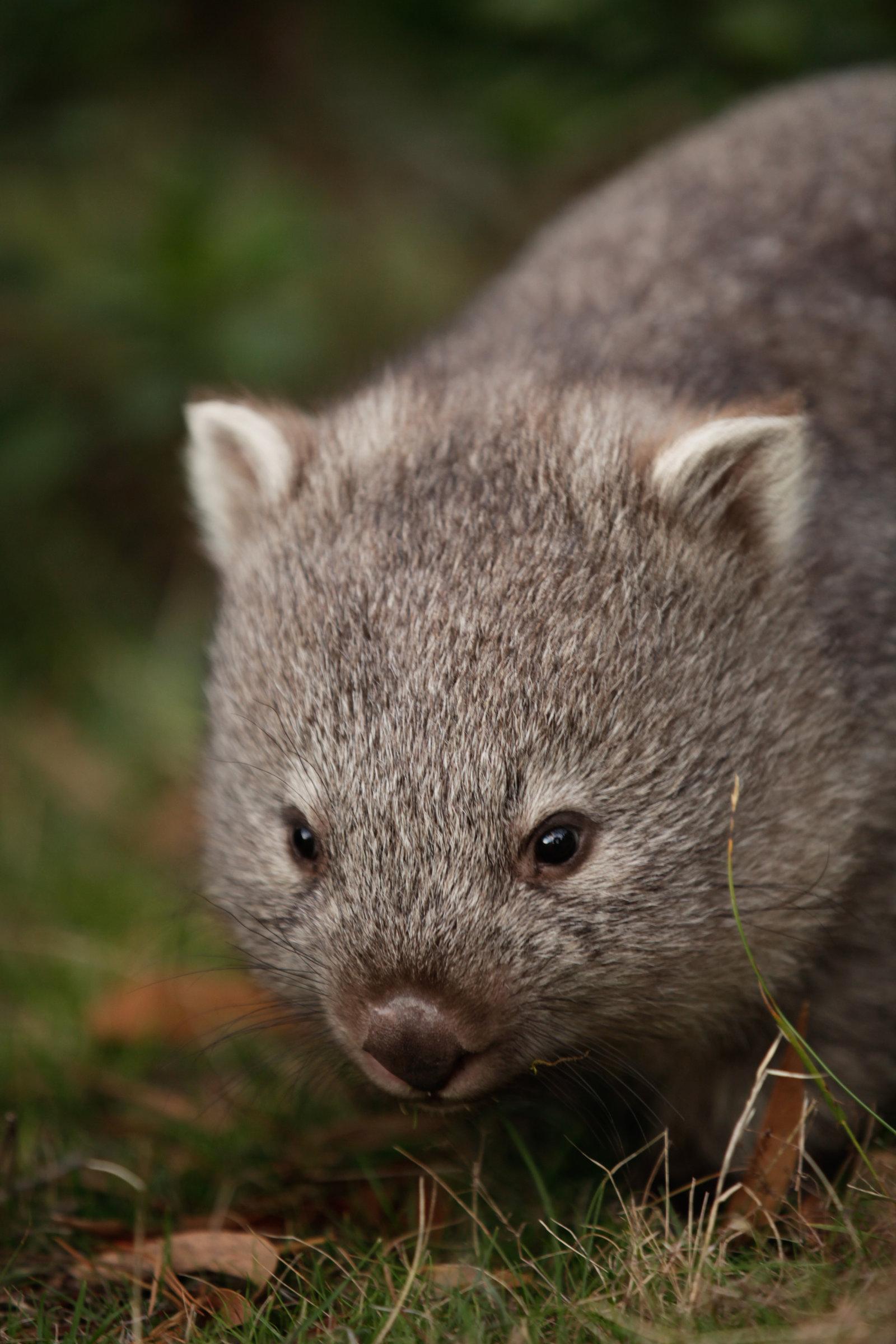 Wombat Background. Wombat