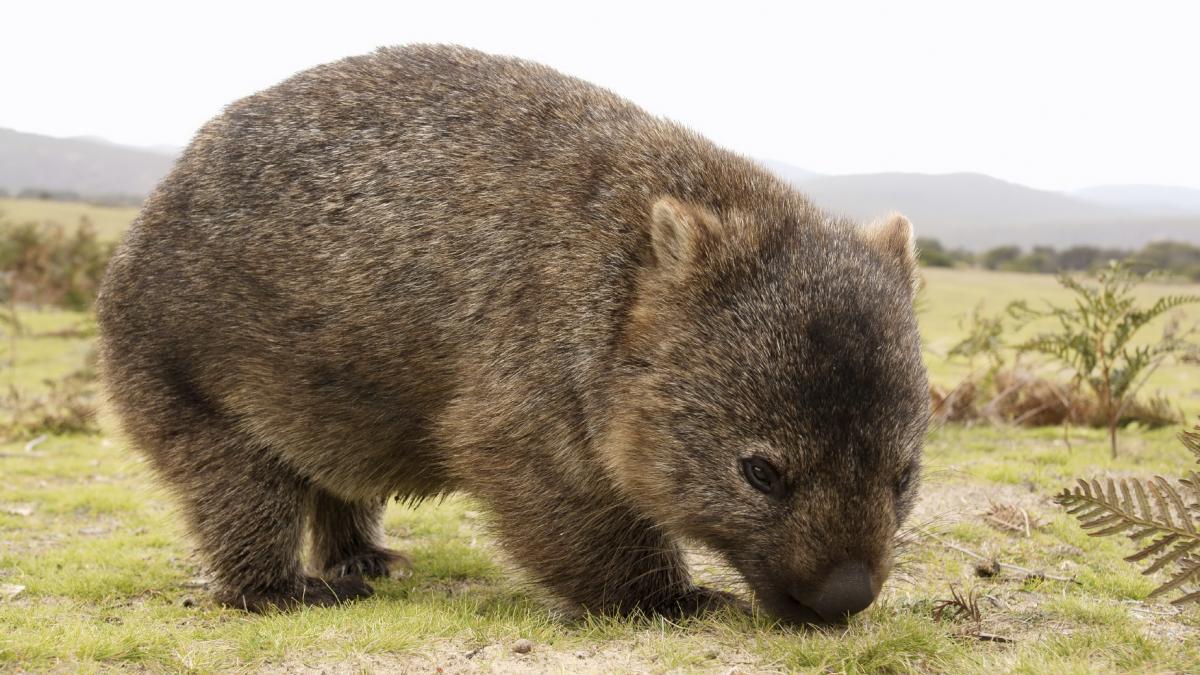 Desktop Wallpaper Wombat #h786733. Animals HD Image