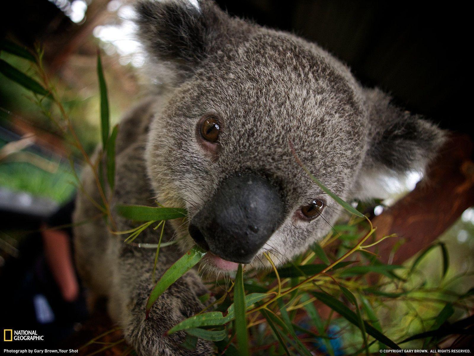 Koala HD Wallpaper
