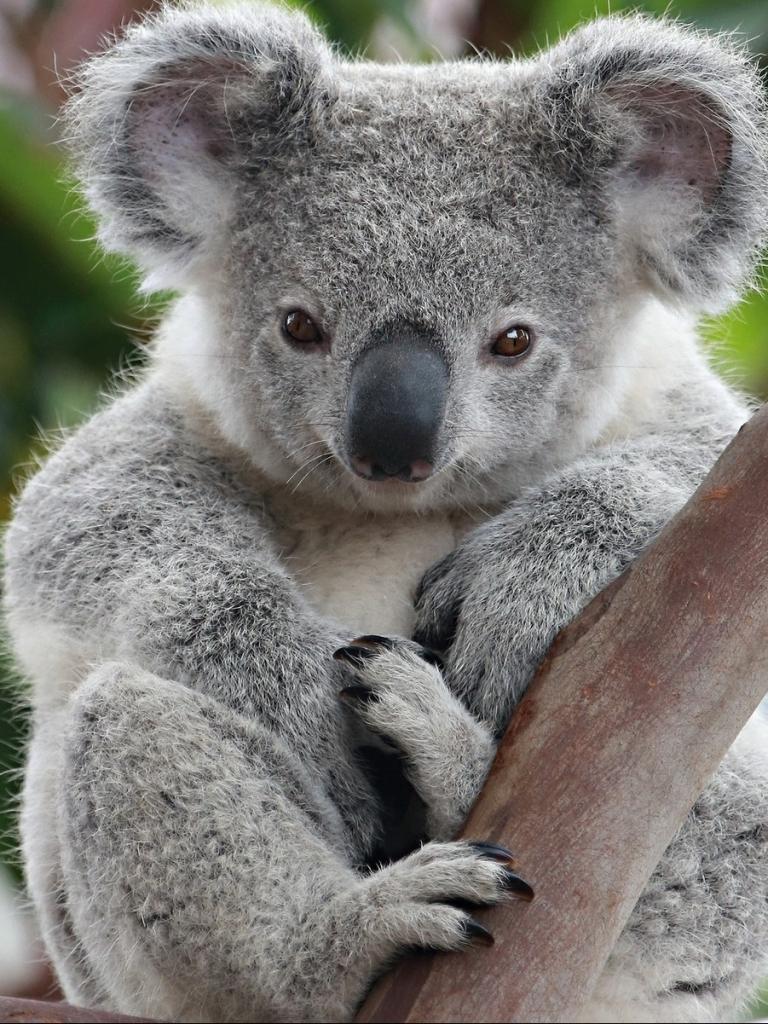 Animal / Koala Mobile Wallpaper Picture Of Koalas