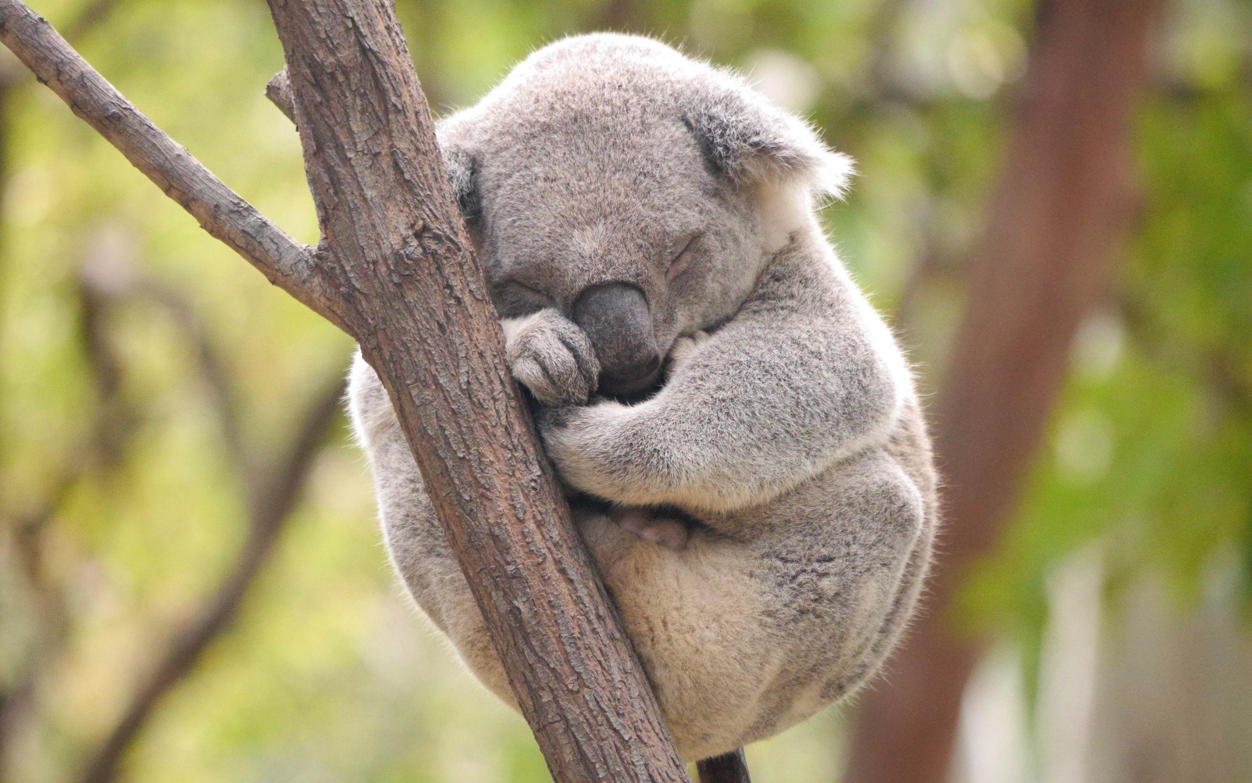Koala HD Pics