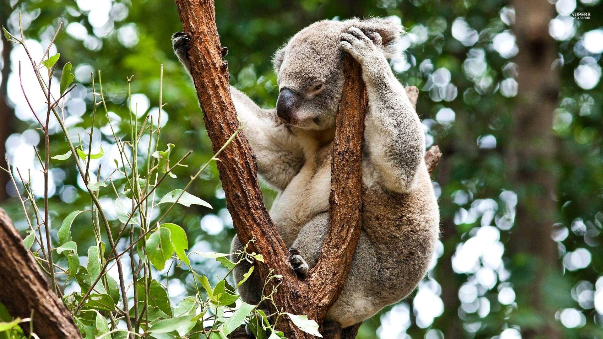 Adult koala HD wallpaper