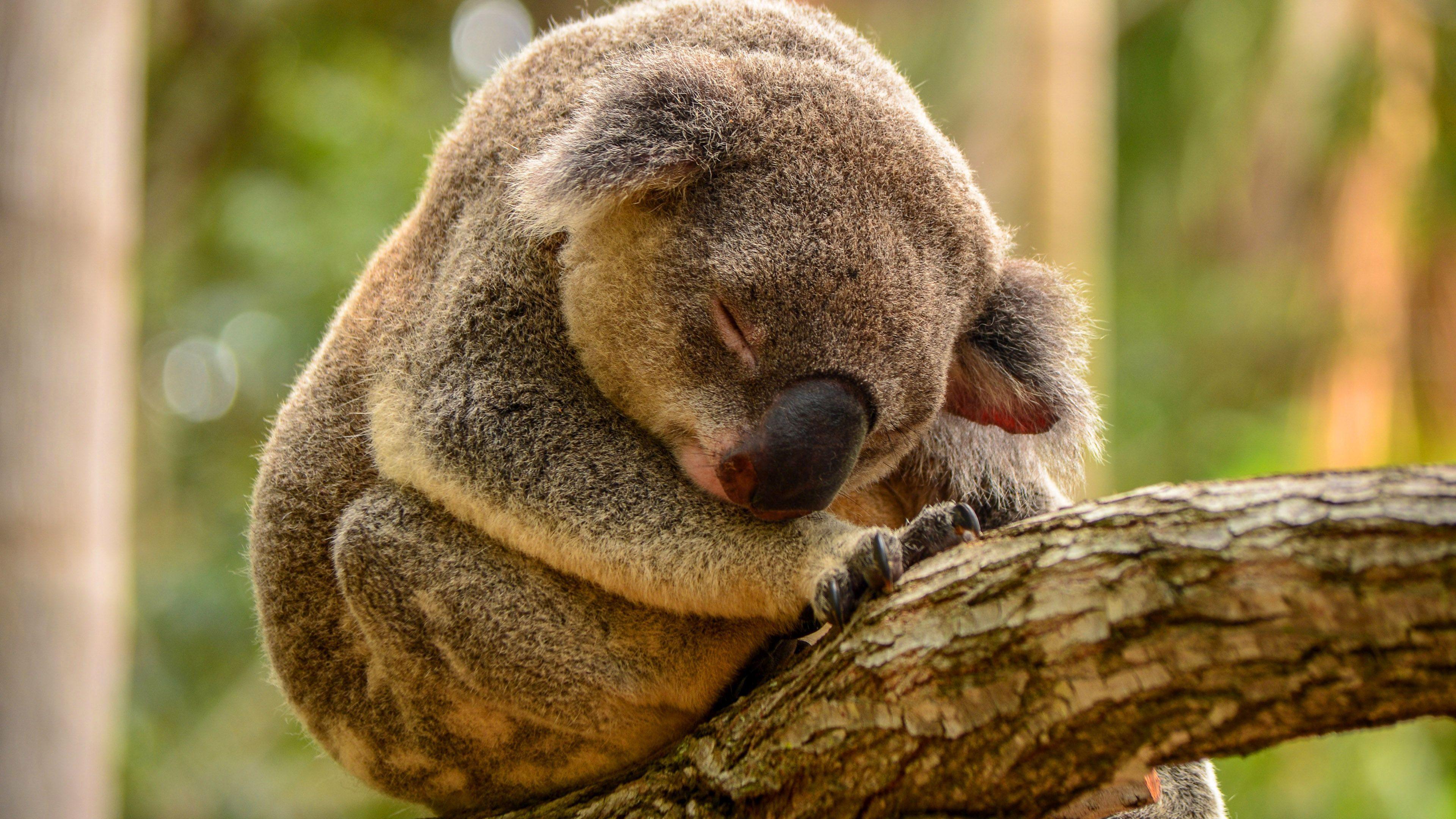 Hd Sleeping Koala Wallpaper Wallpaper Sleeping Koala