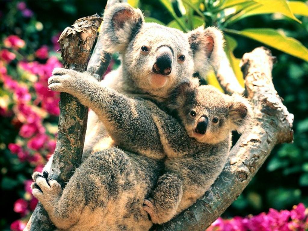 Cute Koala Wallpaper