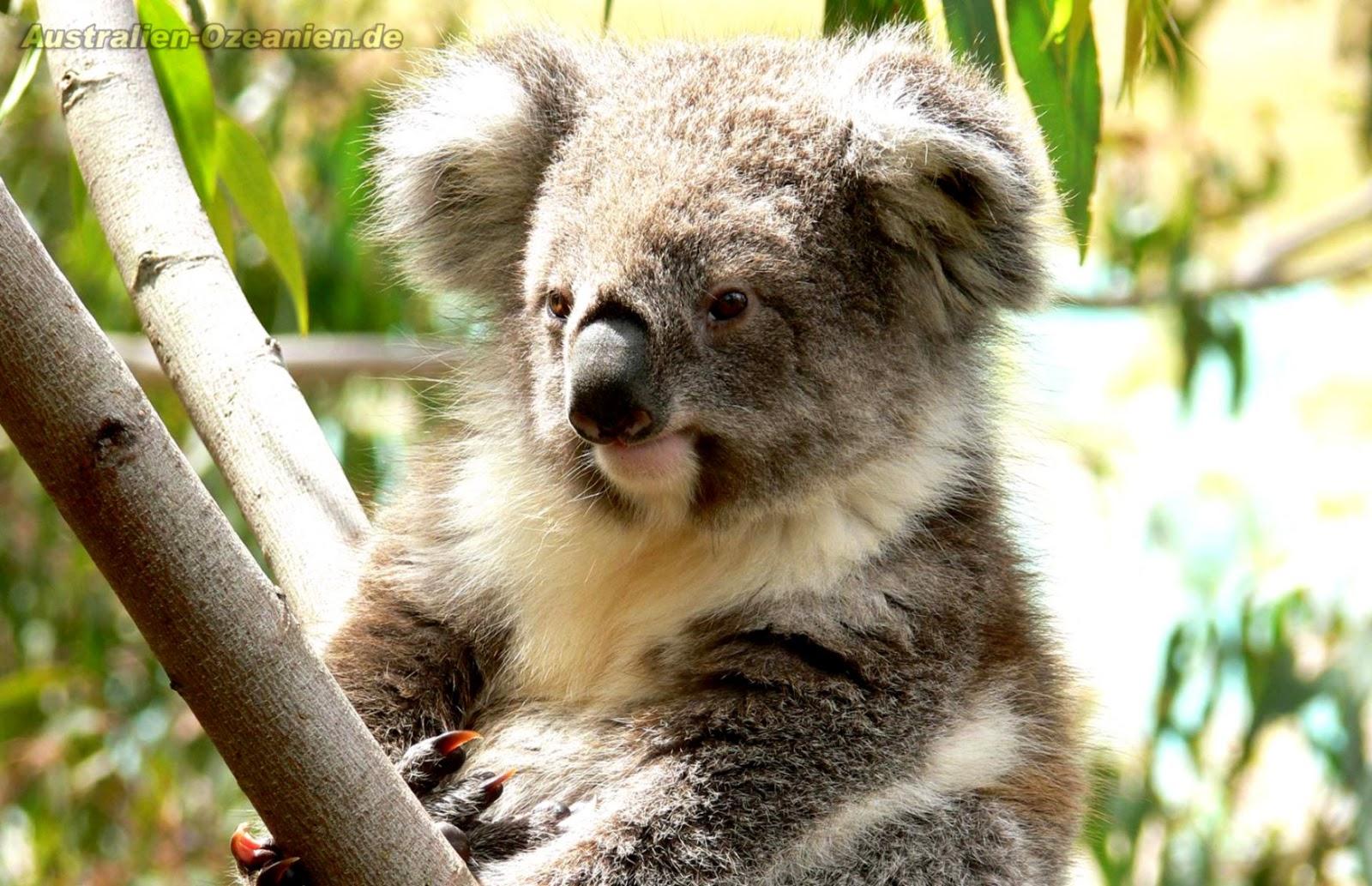 Koala Australia HD Wallpaper