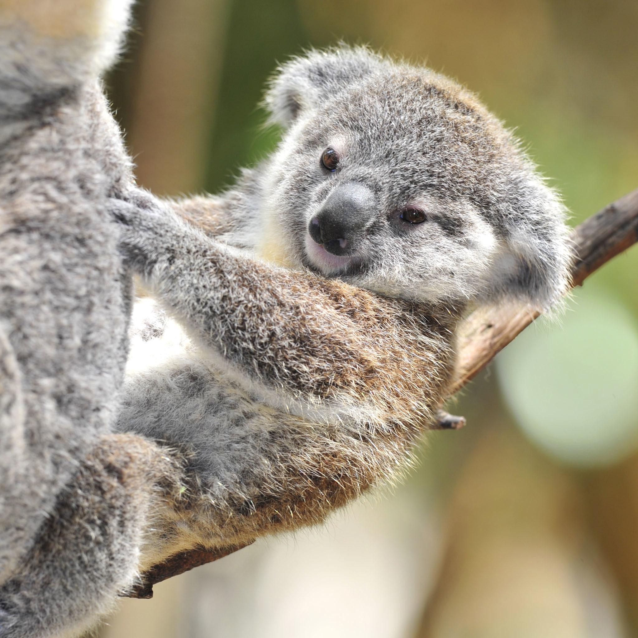 Cute Newborn Baby Koala Wallpaper