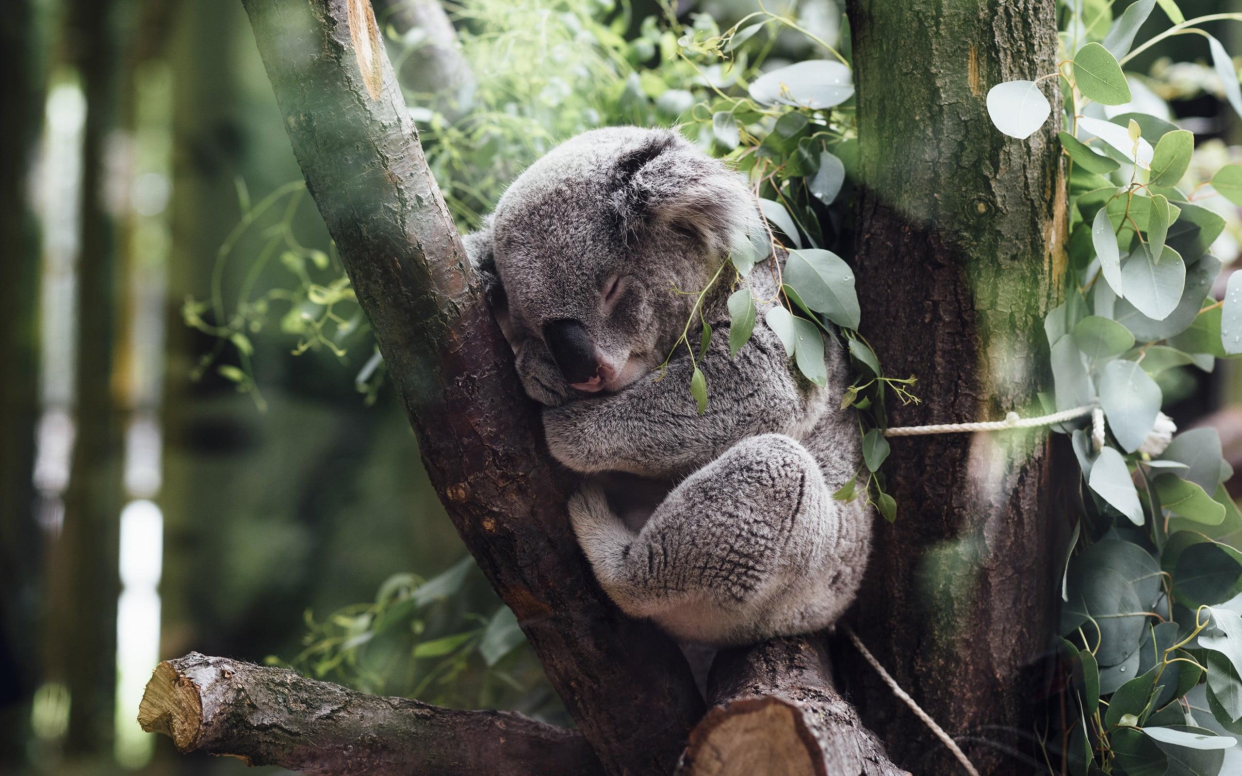 Gray koala, animals, koalas HD wallpaper