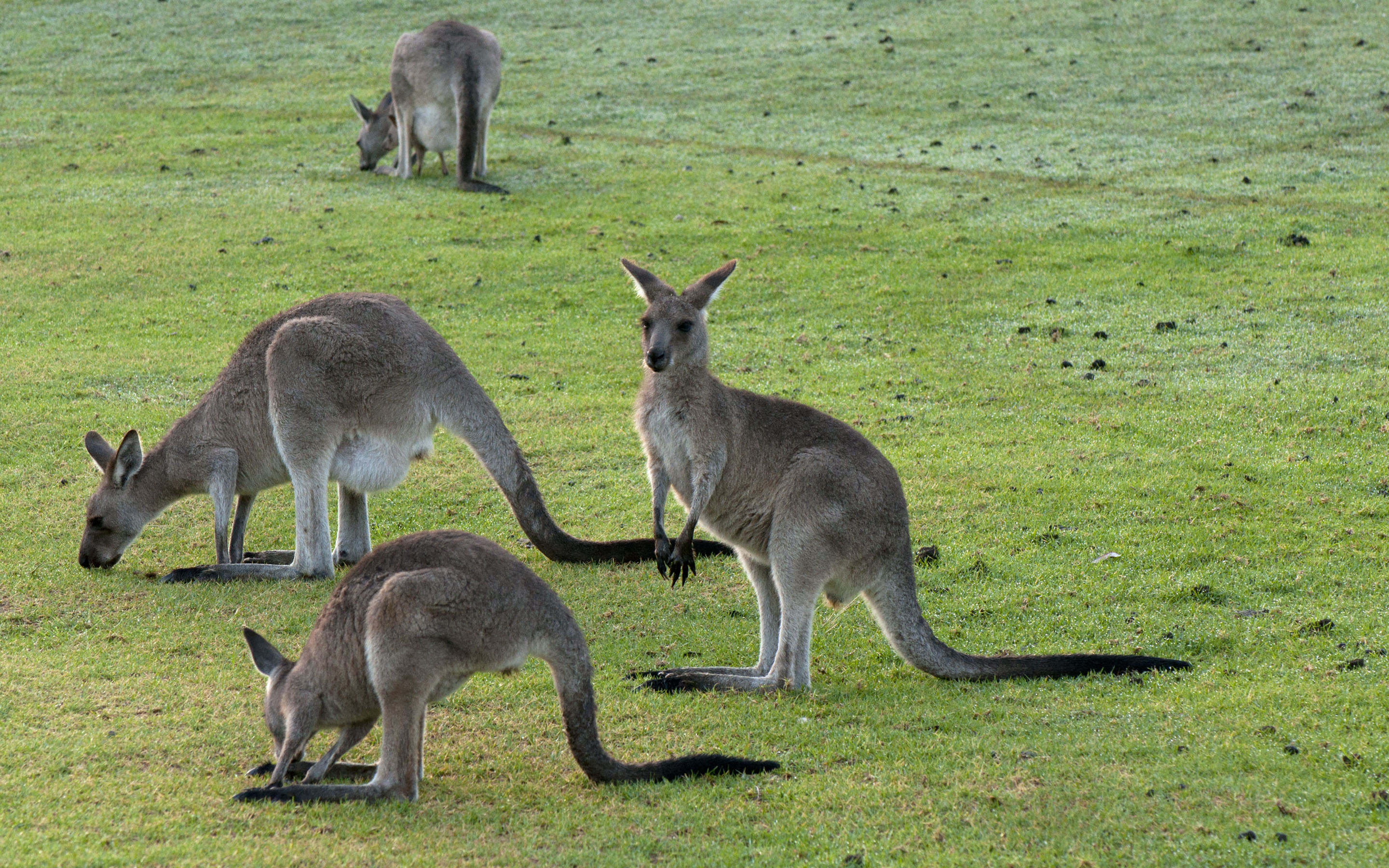 Kangaroo HD Wallpaper and Background Image