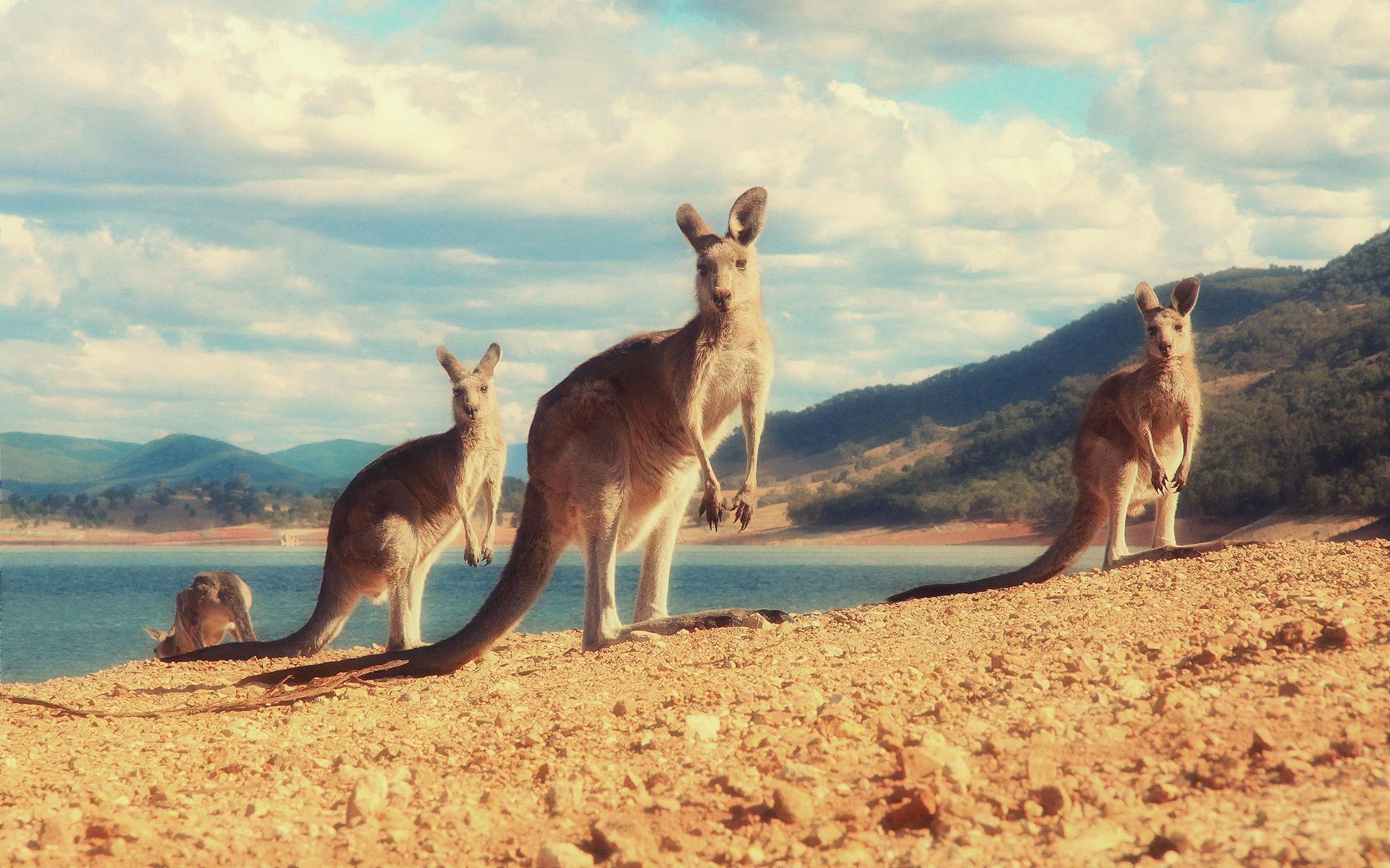Kangaroo Wallpaper. Kangaroo