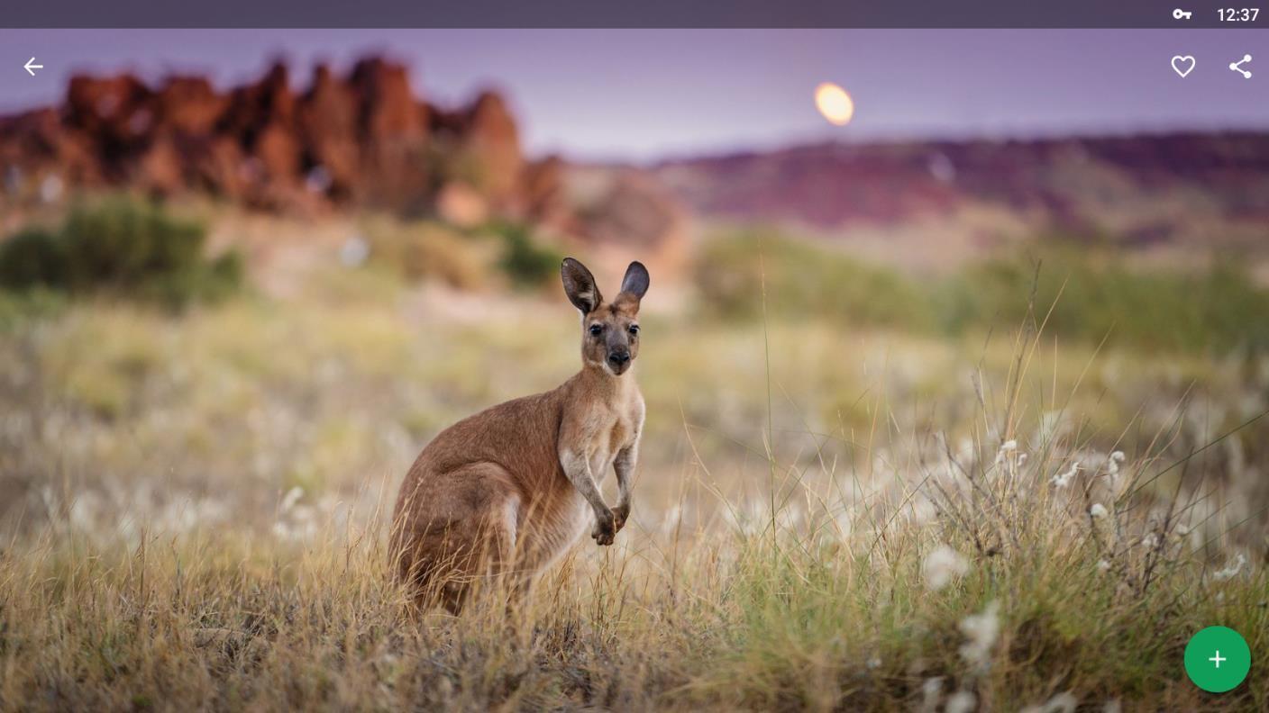 Kangaroo Wallpapers HD für Android