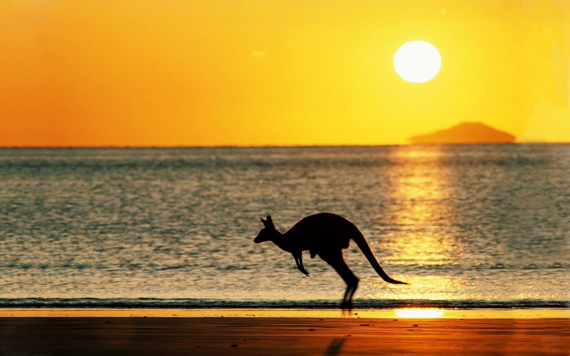 Kangaroo, kangaroos, beach, Australia, Sun HD wallpaper