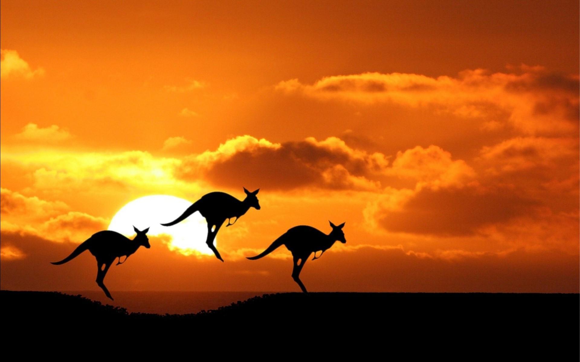 Australische Känguru während des Sonnenuntergangs Hintergrundbilder