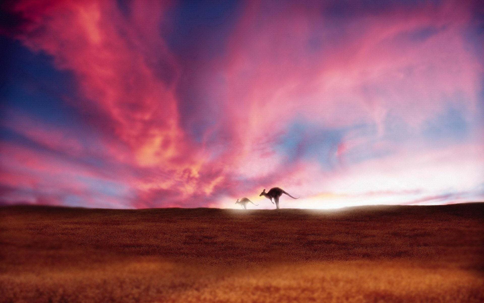 Best Photo. Kangaroo HD Widescreen Wallpaper