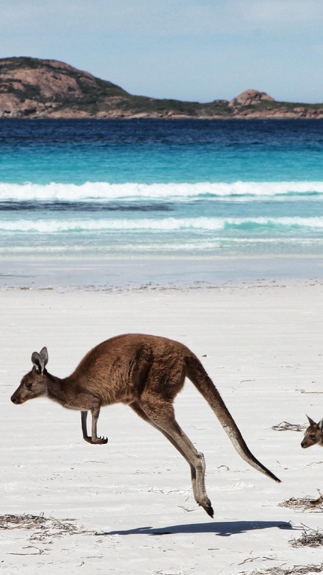 Kangaroo Wallpaper HD for Android
