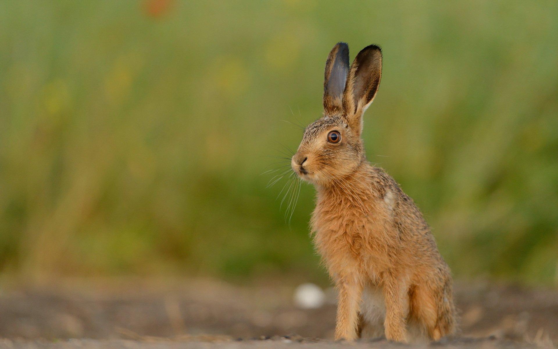Hare HD Wallpaper and Background Image