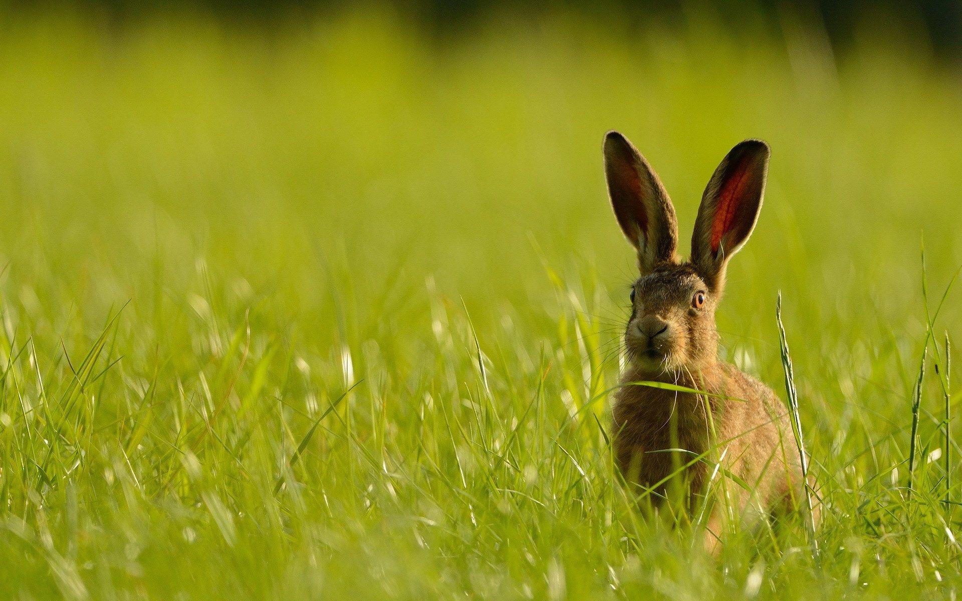 hare full HD. Rabbit wallpaper, Rabbit, Hare