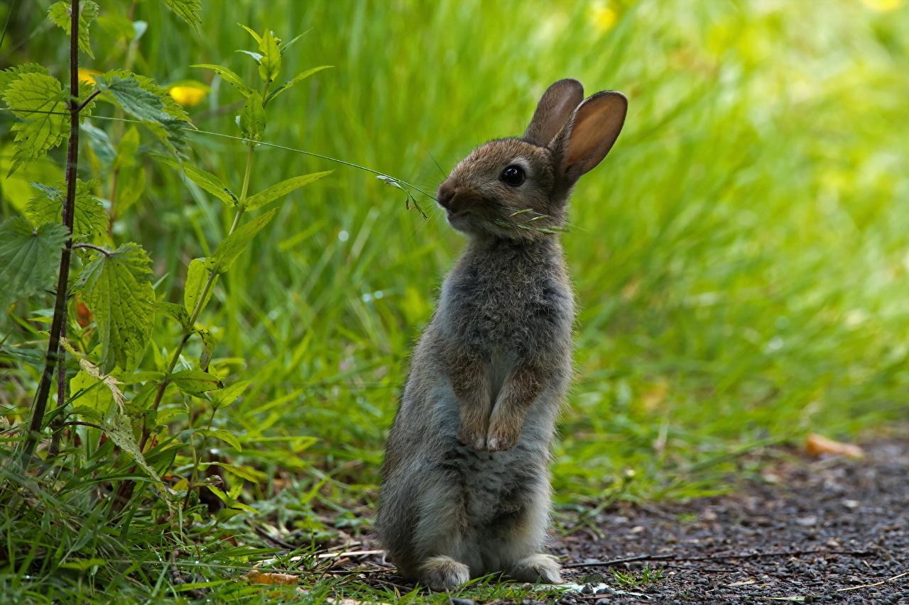 Desktop Wallpaper Hares Rodents Grass Animals