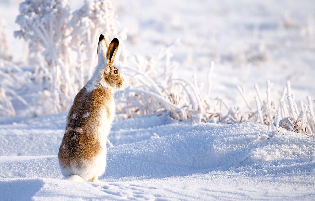 Wallpaper winter, snow, hare image for desktop, section