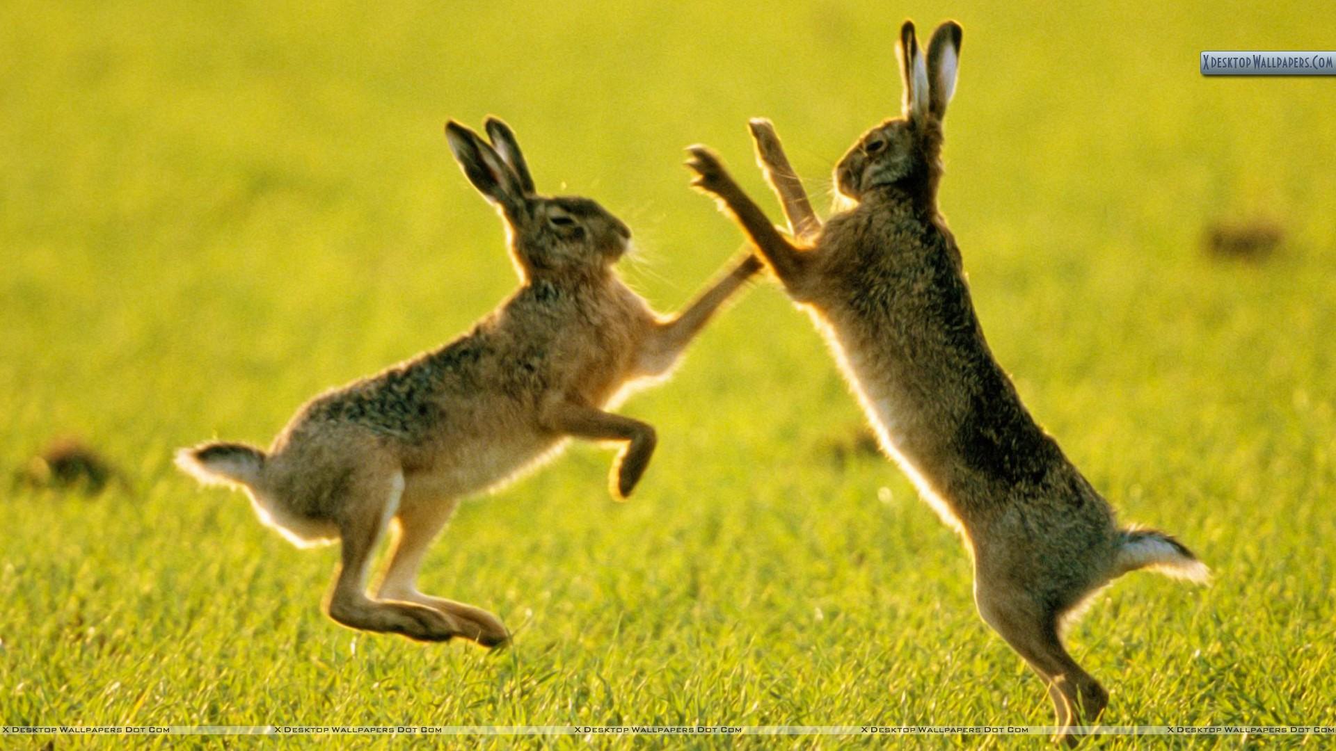 Sparring Hares Wallpaper