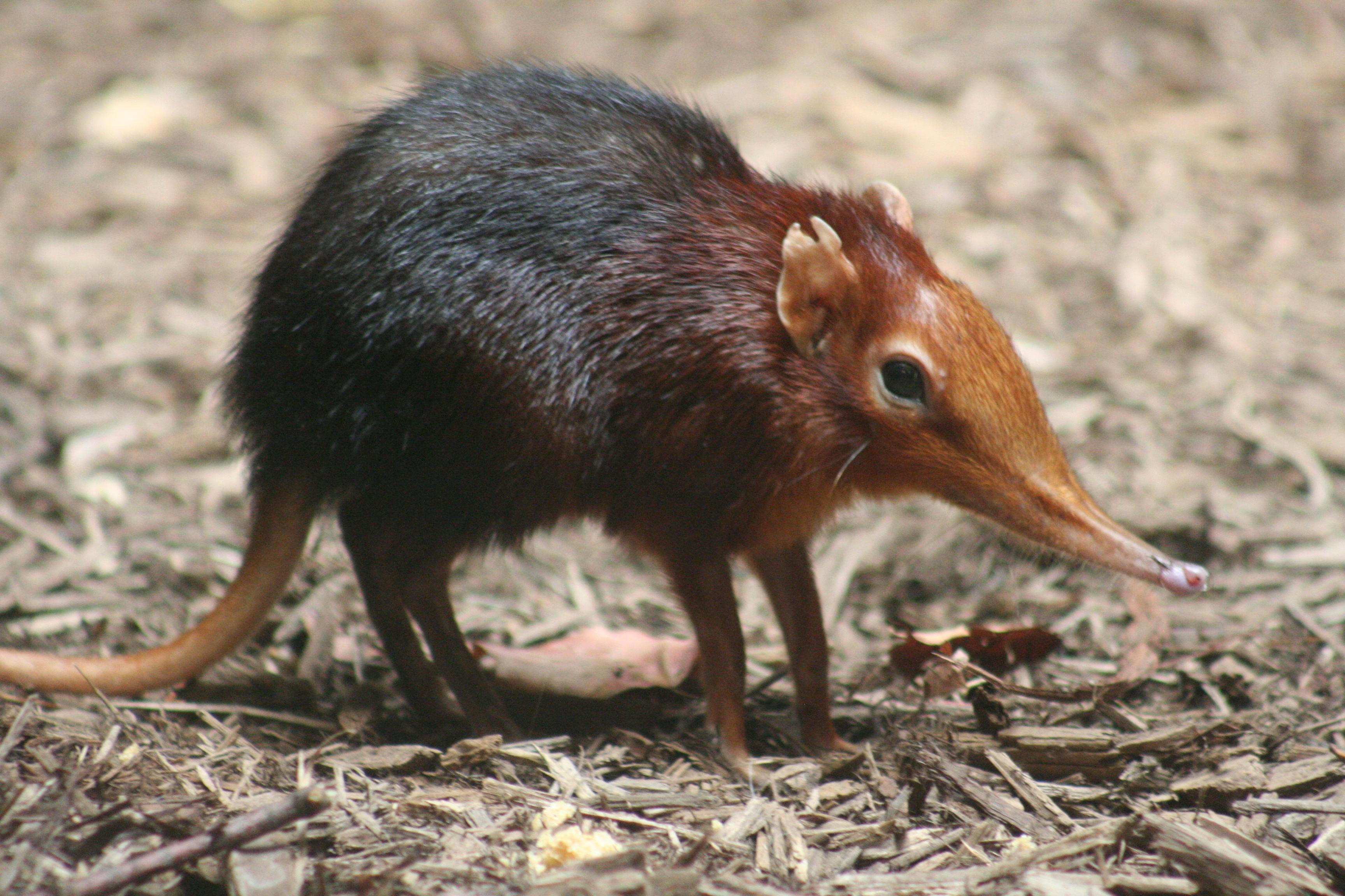 Elephant Shrew Wallpapers Wallpaper Cave