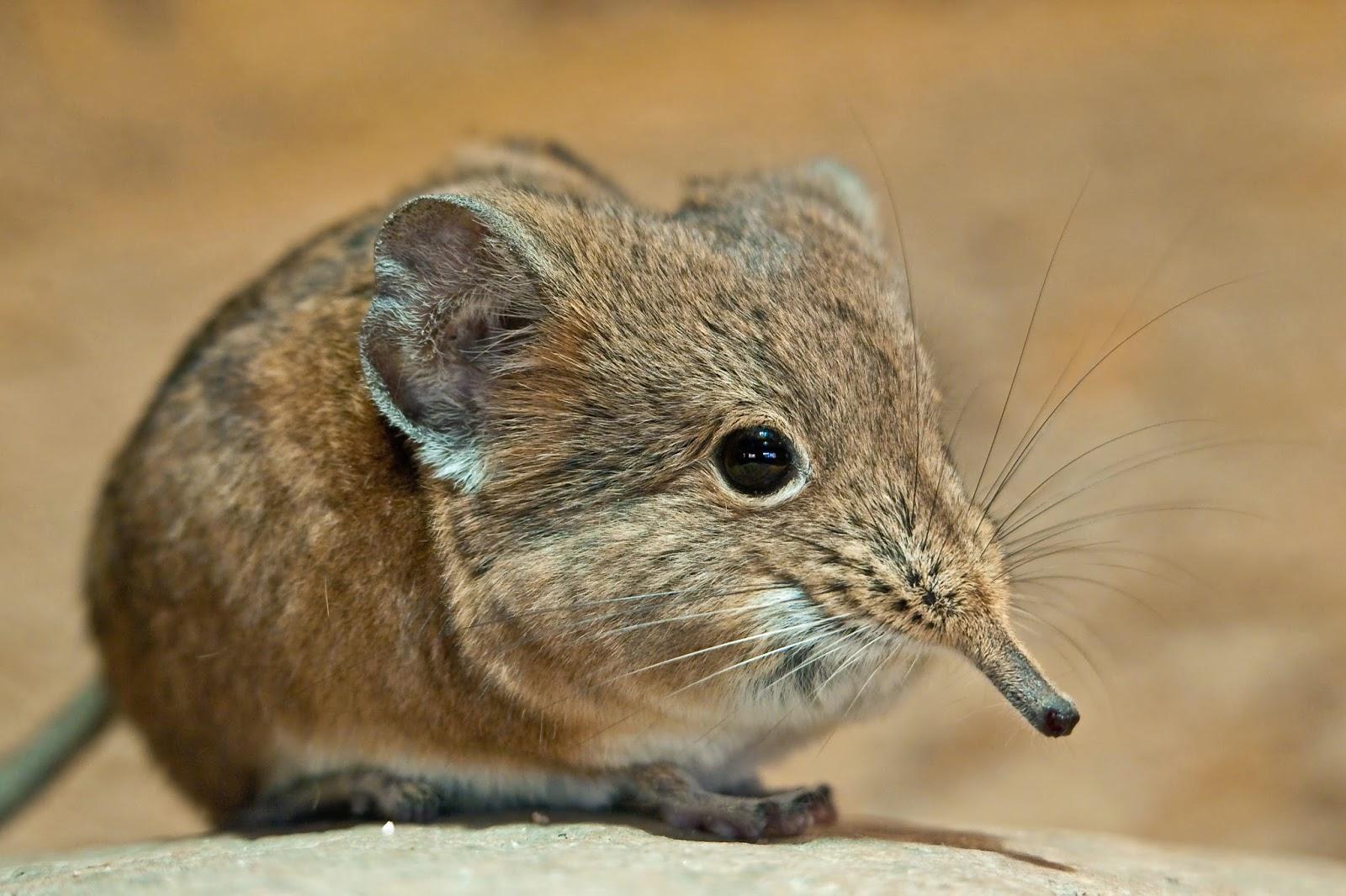 Elephant Shrew Wallpapers Wallpaper Cave