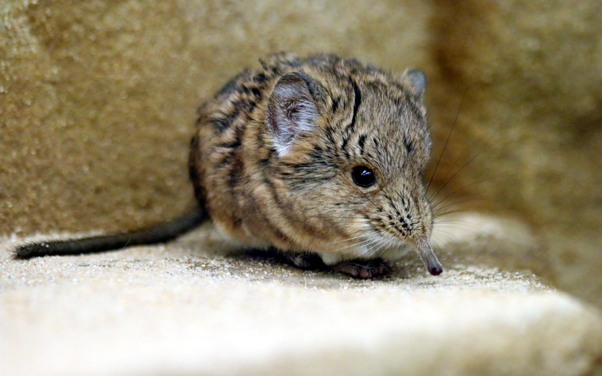 Facts About Elephant Shrew: Food, Environment, and Life