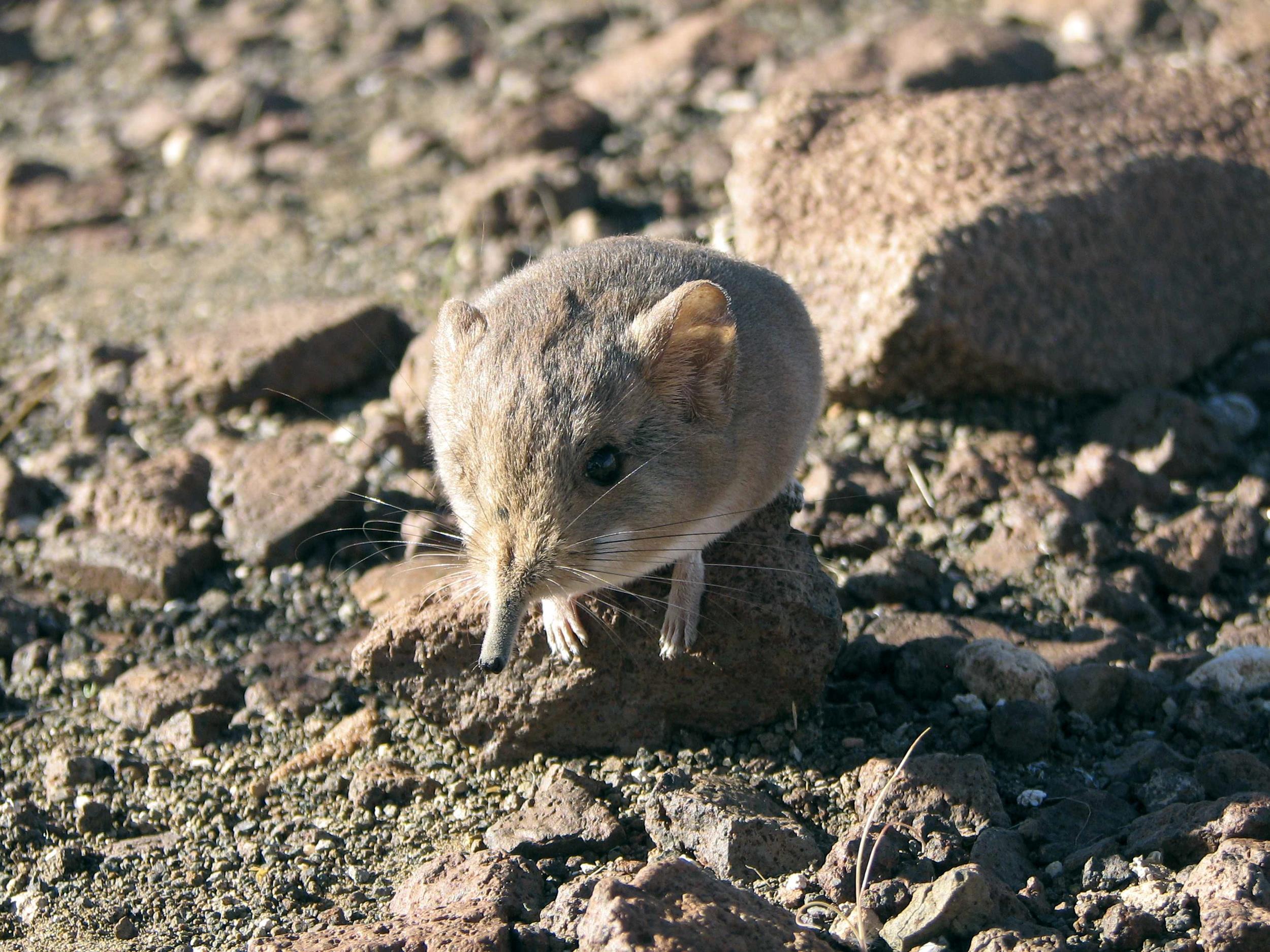 New Shrew Looks Like a Mouse, but It's More of an Elephant