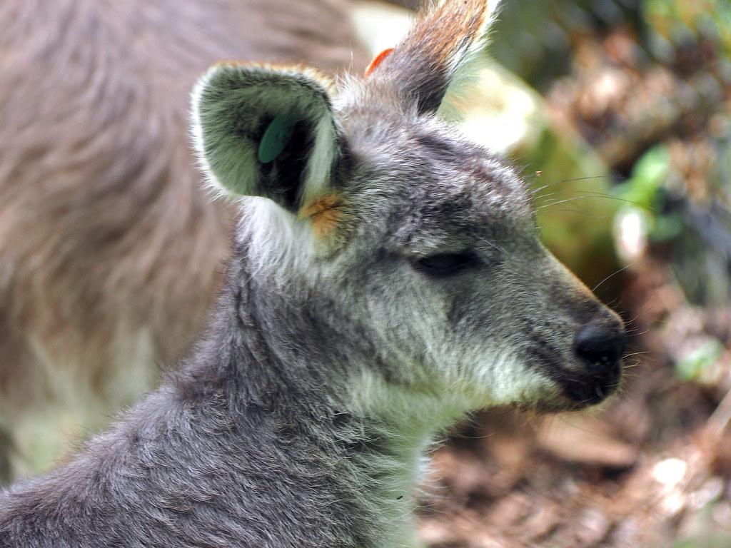 Binder Park Zoo 05 20 2015 Wallabys And Wallaroos 11