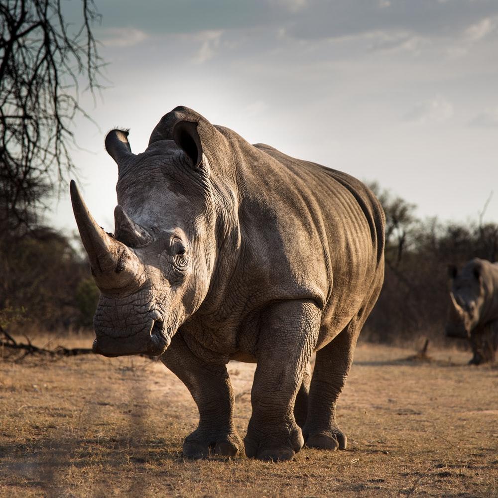 Rhino Picture [HD]. Download Free Image