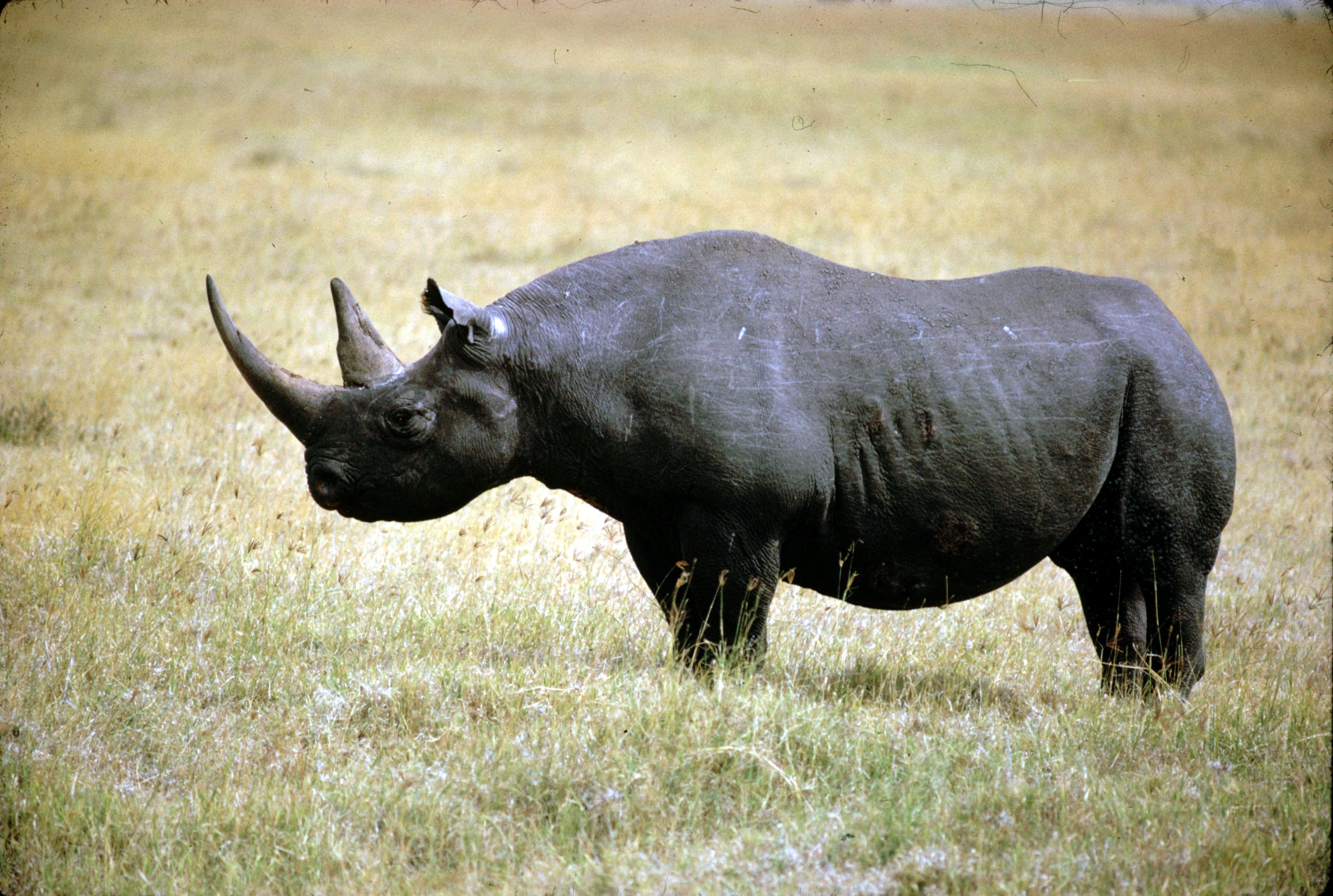 Black Rhinoceros Wallpapers Wallpaper Cave Black Rhinoceros Wallpapers Wallpaper Cave