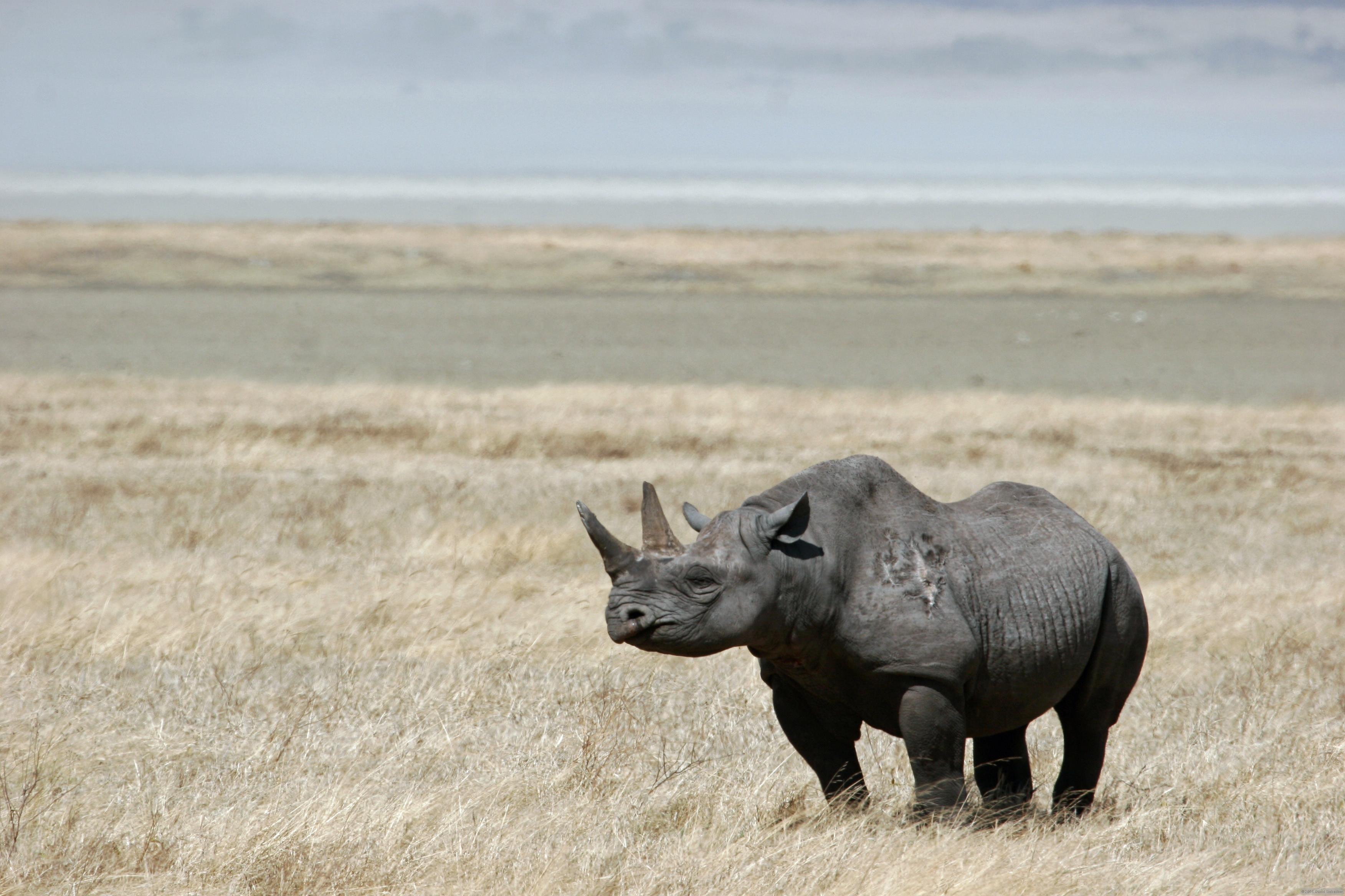 animals rhinoceros black rhinoceros 3504x2336 wallpaper High