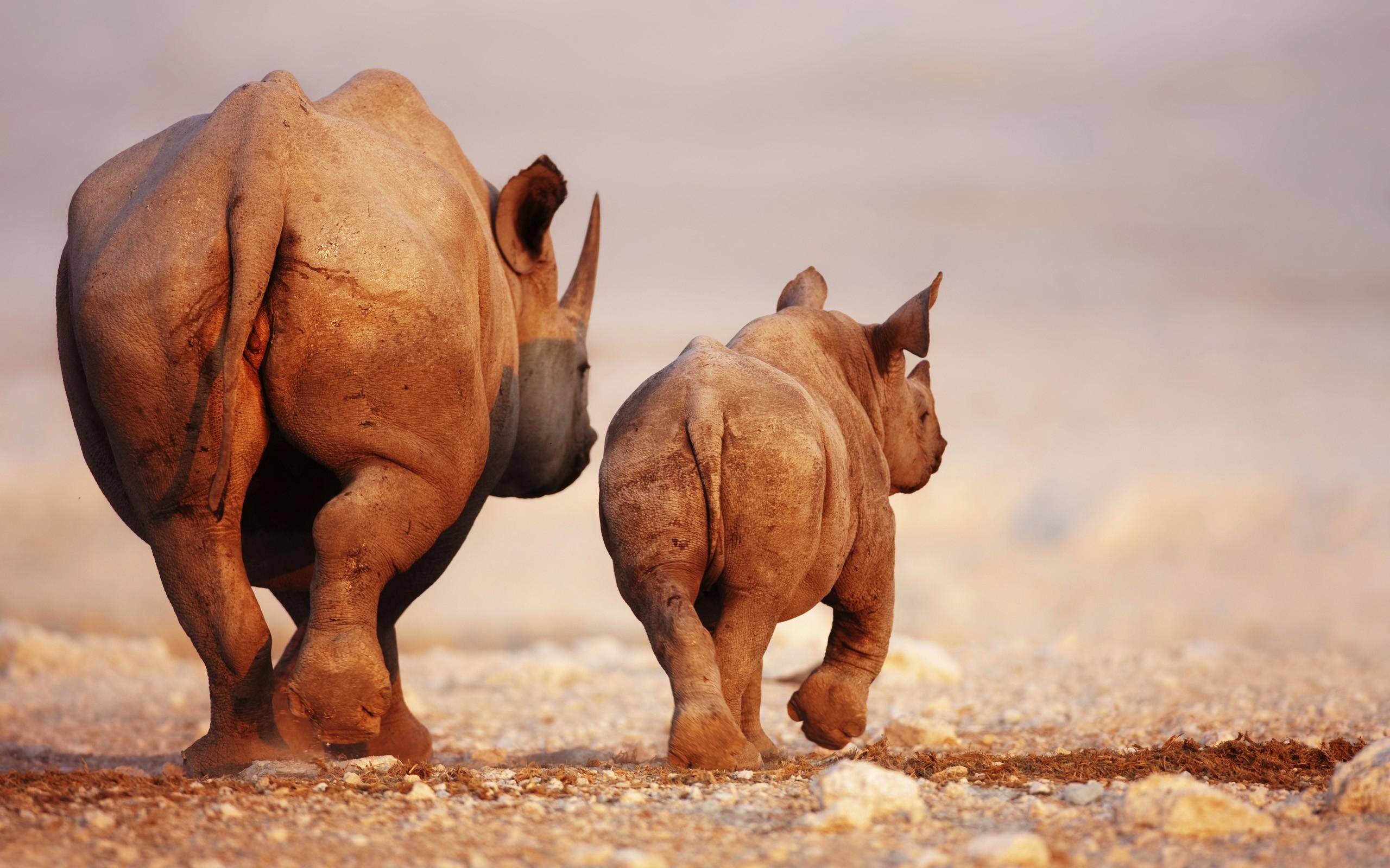 Black Rhinoceros Baby And Cow Hd, HD Wallpaper