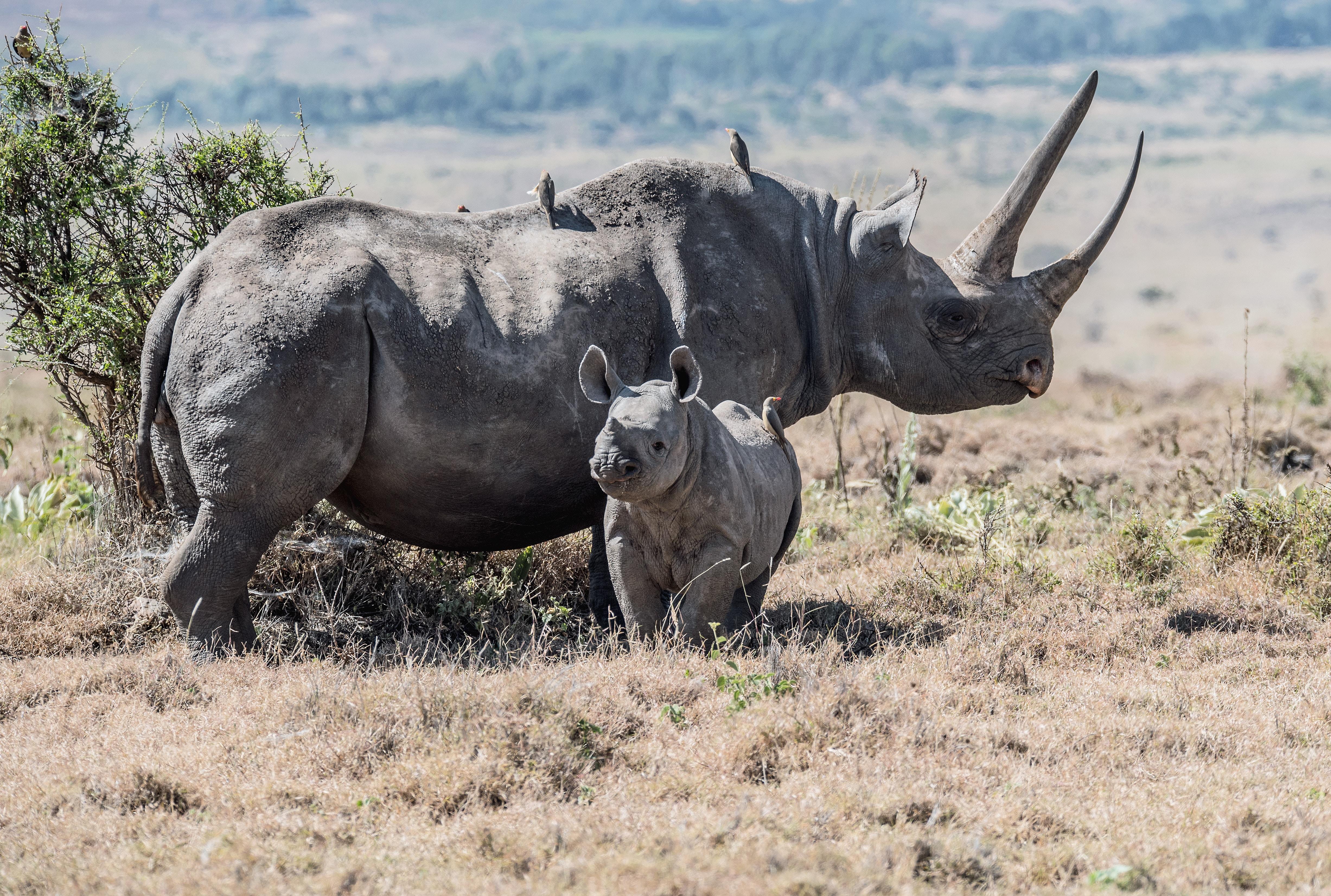 Black Rhino Picture. Download Free Image