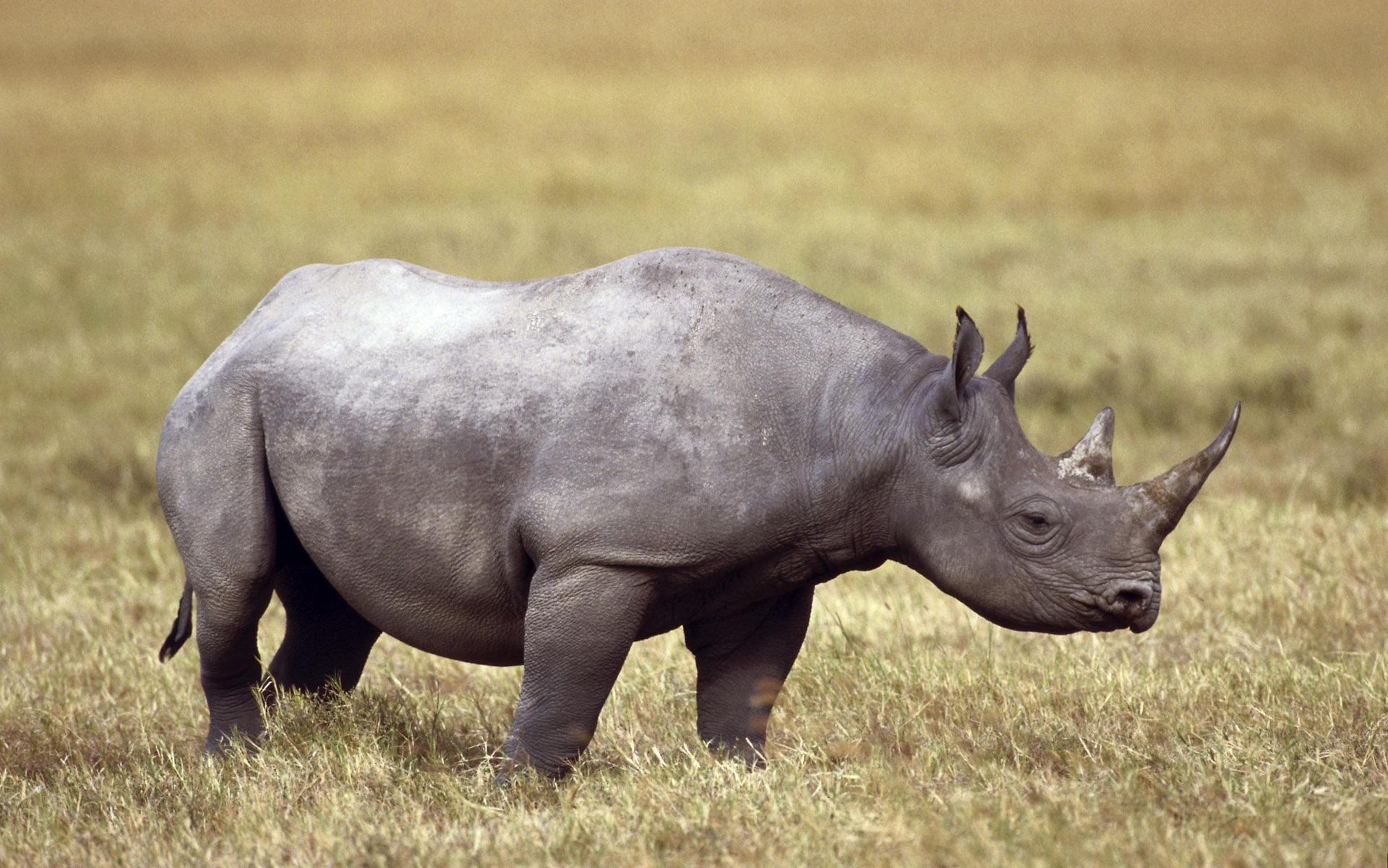 Photo of black rhino in wild HD wallpaper