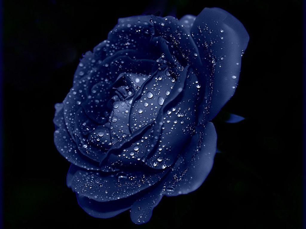 Pagal World Wallpapers Wallpaper Cave