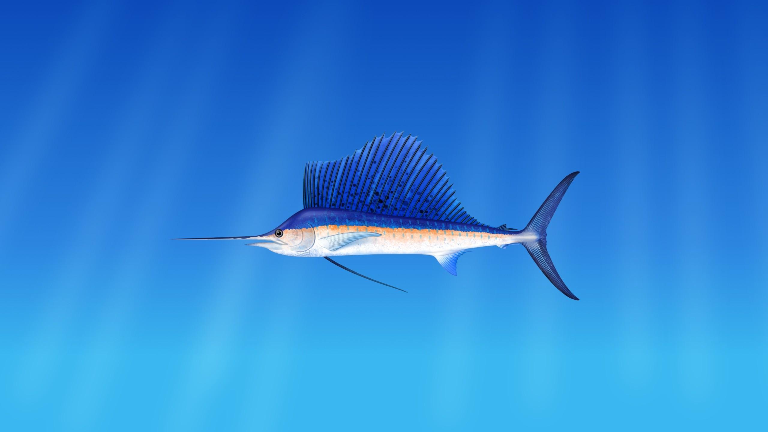 Download 2560x1440 Swordfish, Underwater Wallpaper for iMac