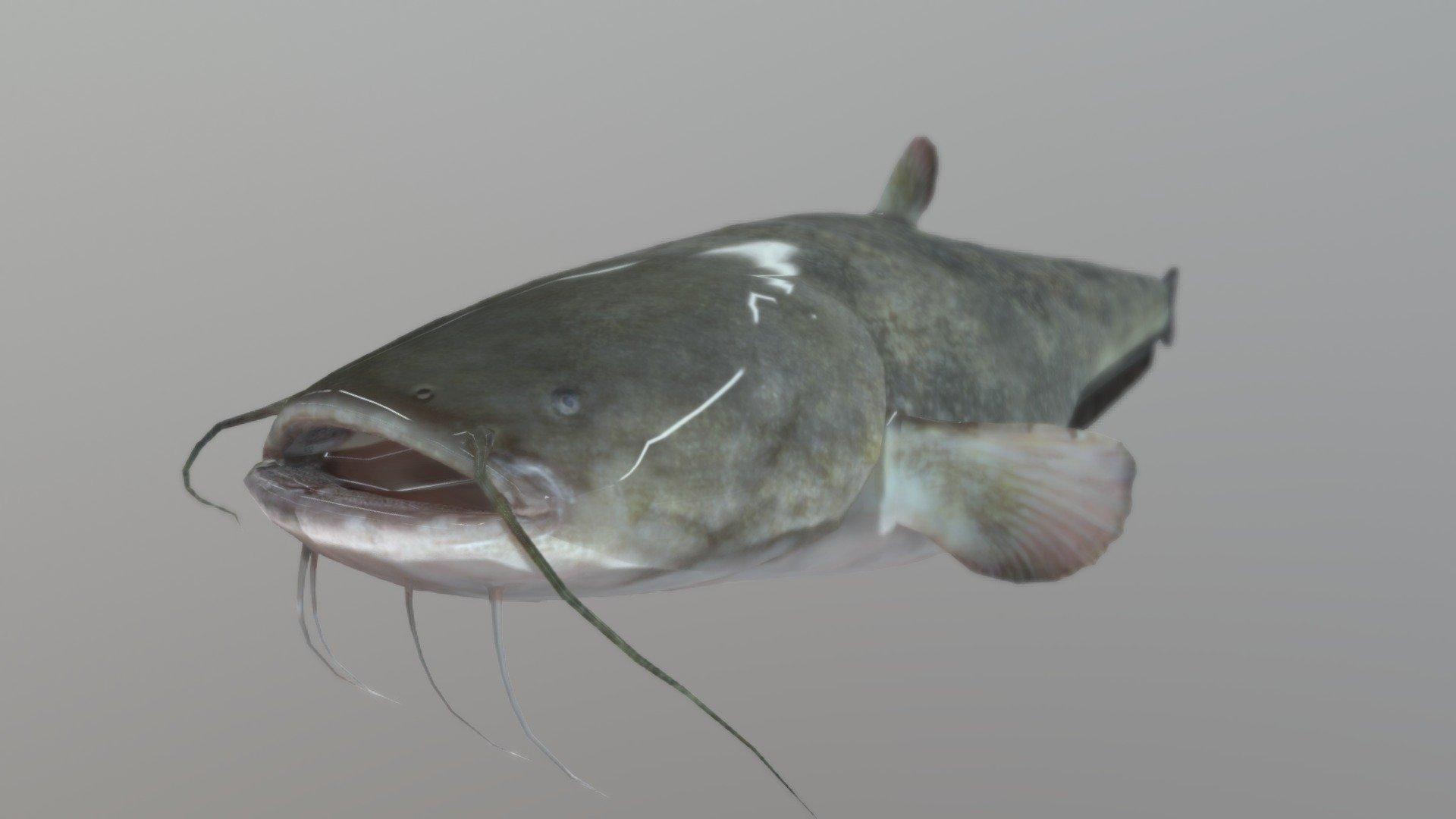 Catfish Rigged. Fish 3D Model