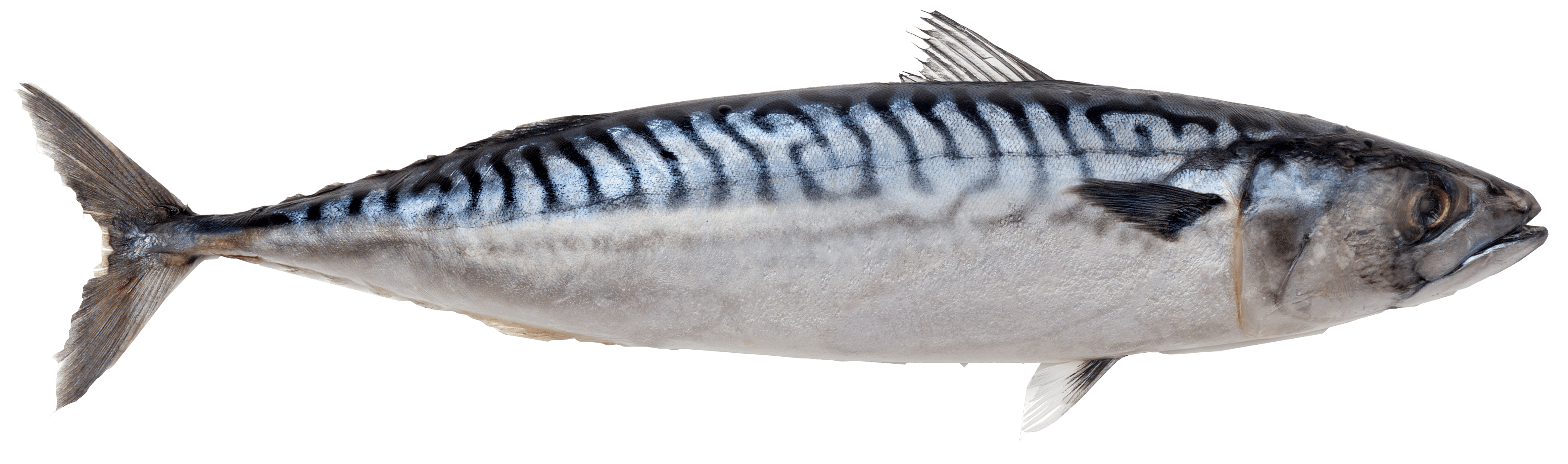 Scomber scombrus. Atlantic mackerel. Atlantic mackerel