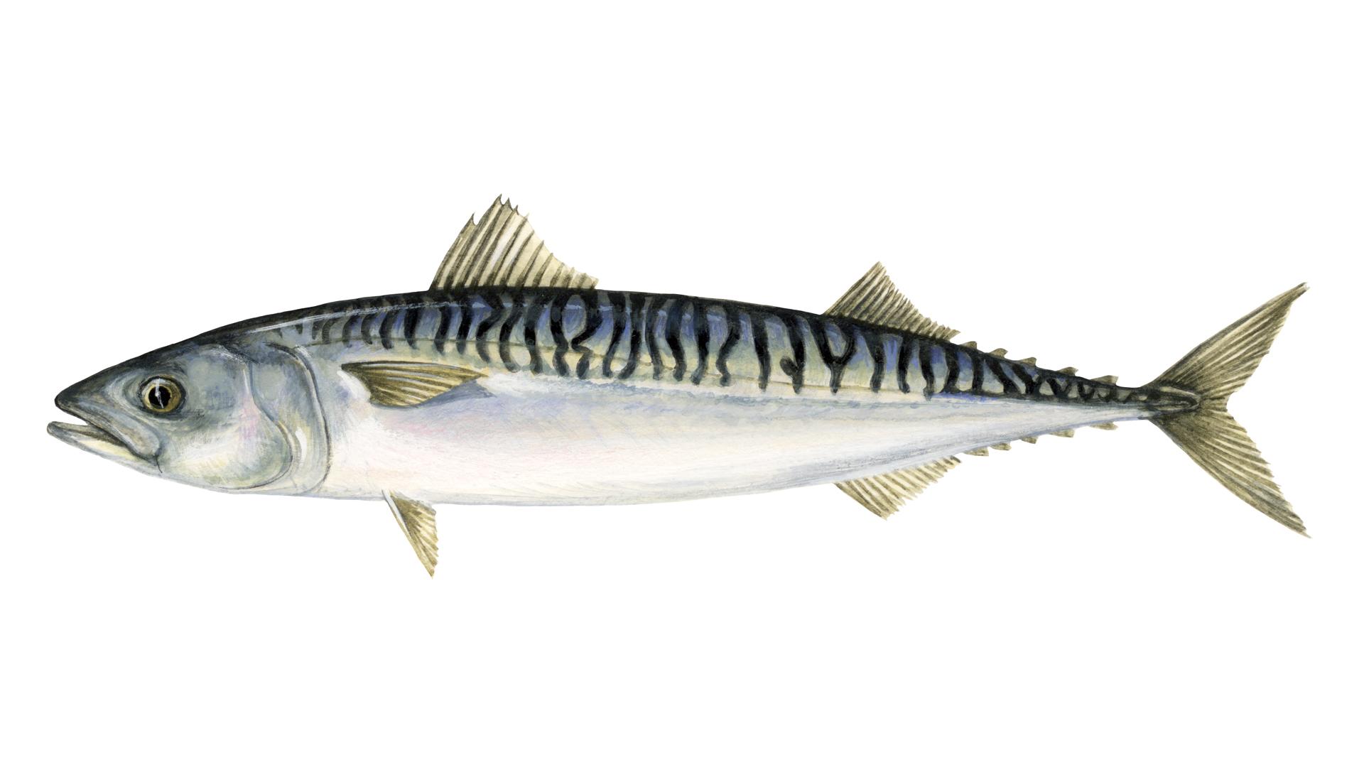 What is mackerel. Sustainable fish. Marine Stewardship Council