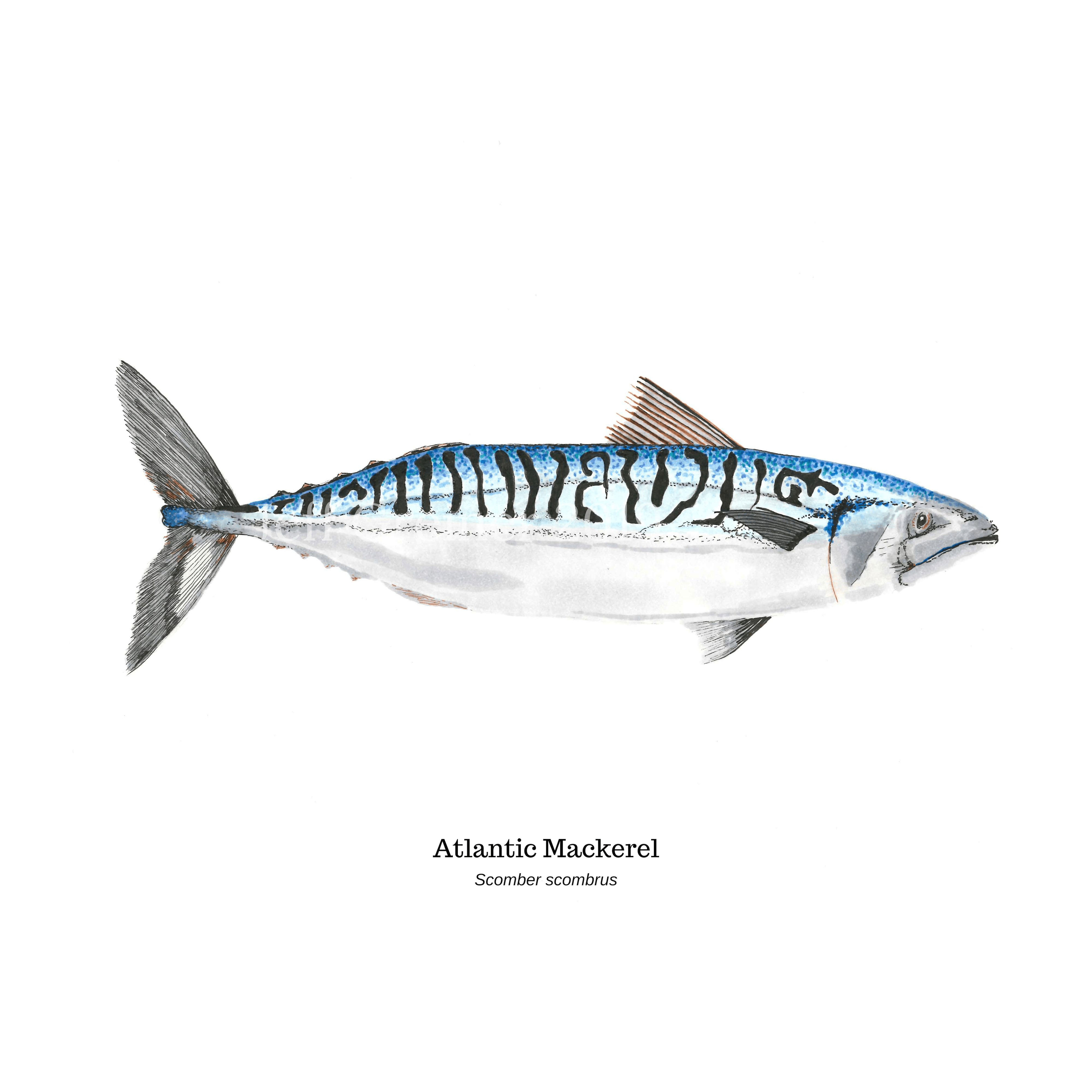 Atlantic Mackerel (Maine Game Fish Collection),