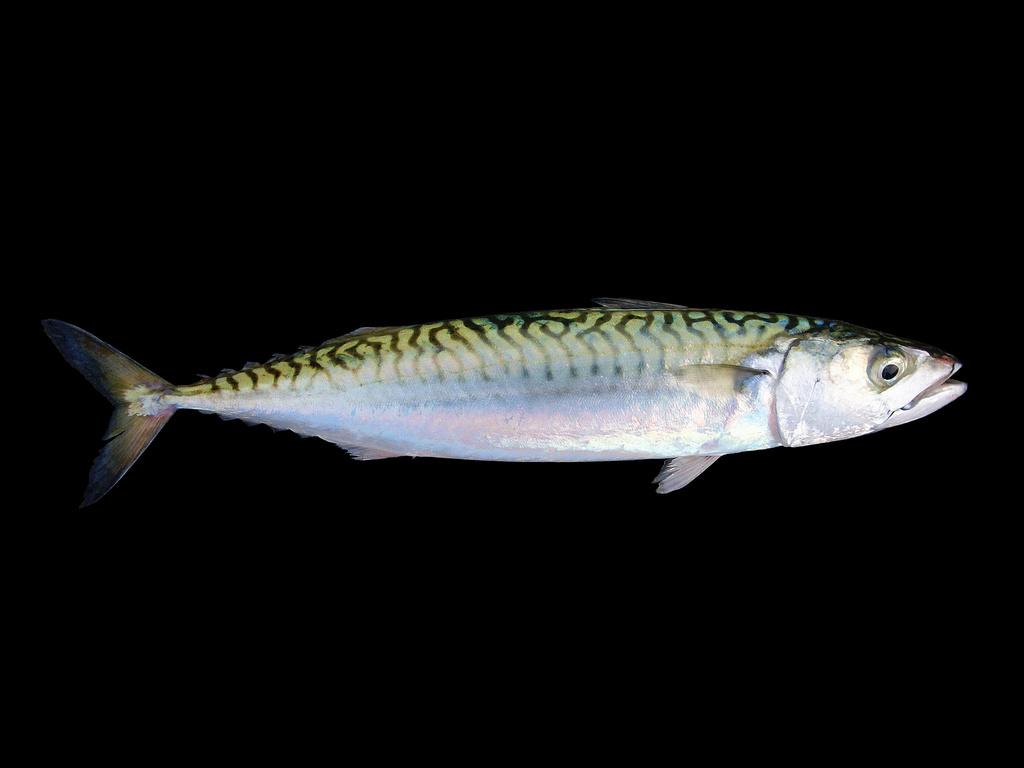Atlantic Mackerel (Fish of Coastal New Jersey) · iNaturalist