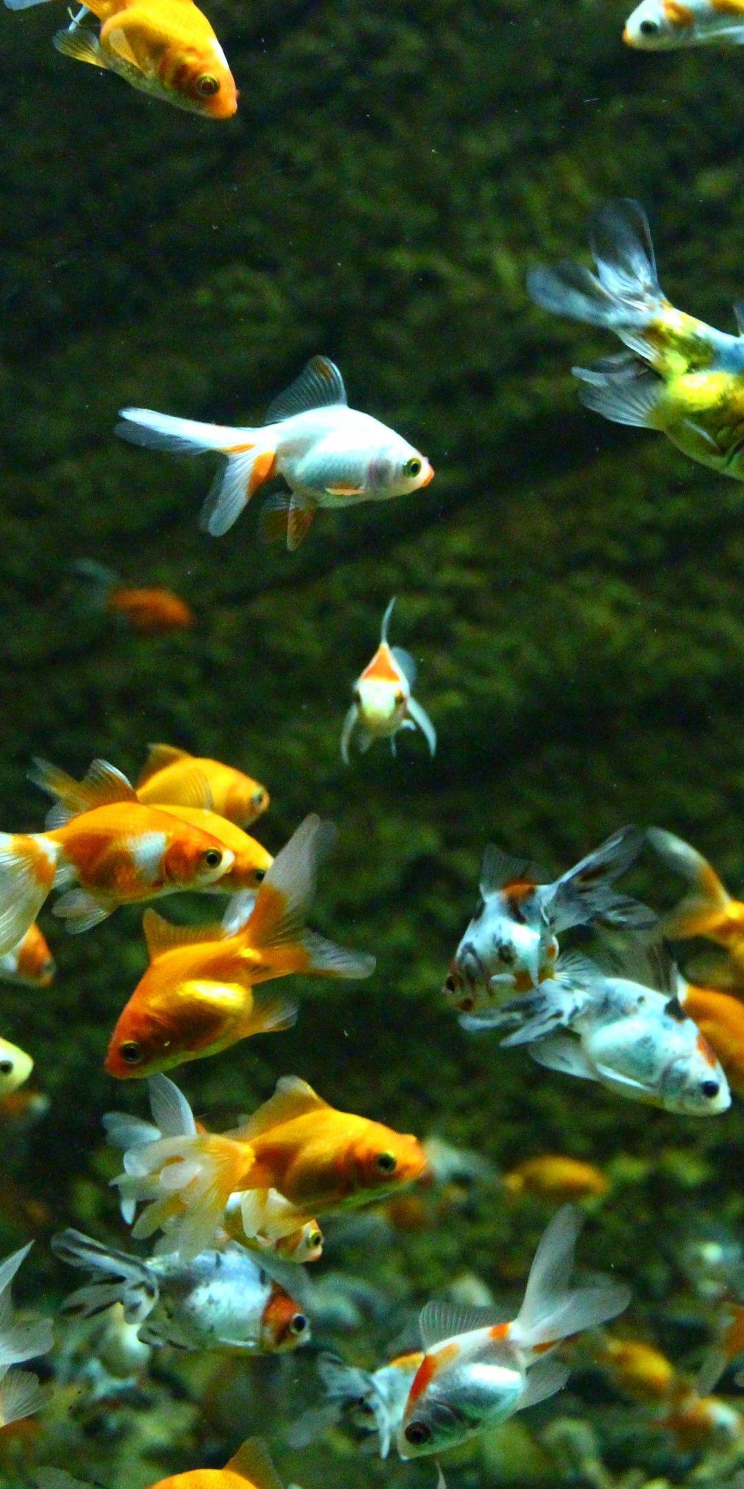 Aquarium, goldfish, swim, underwater, 1080x2160 wallpaper. Fish