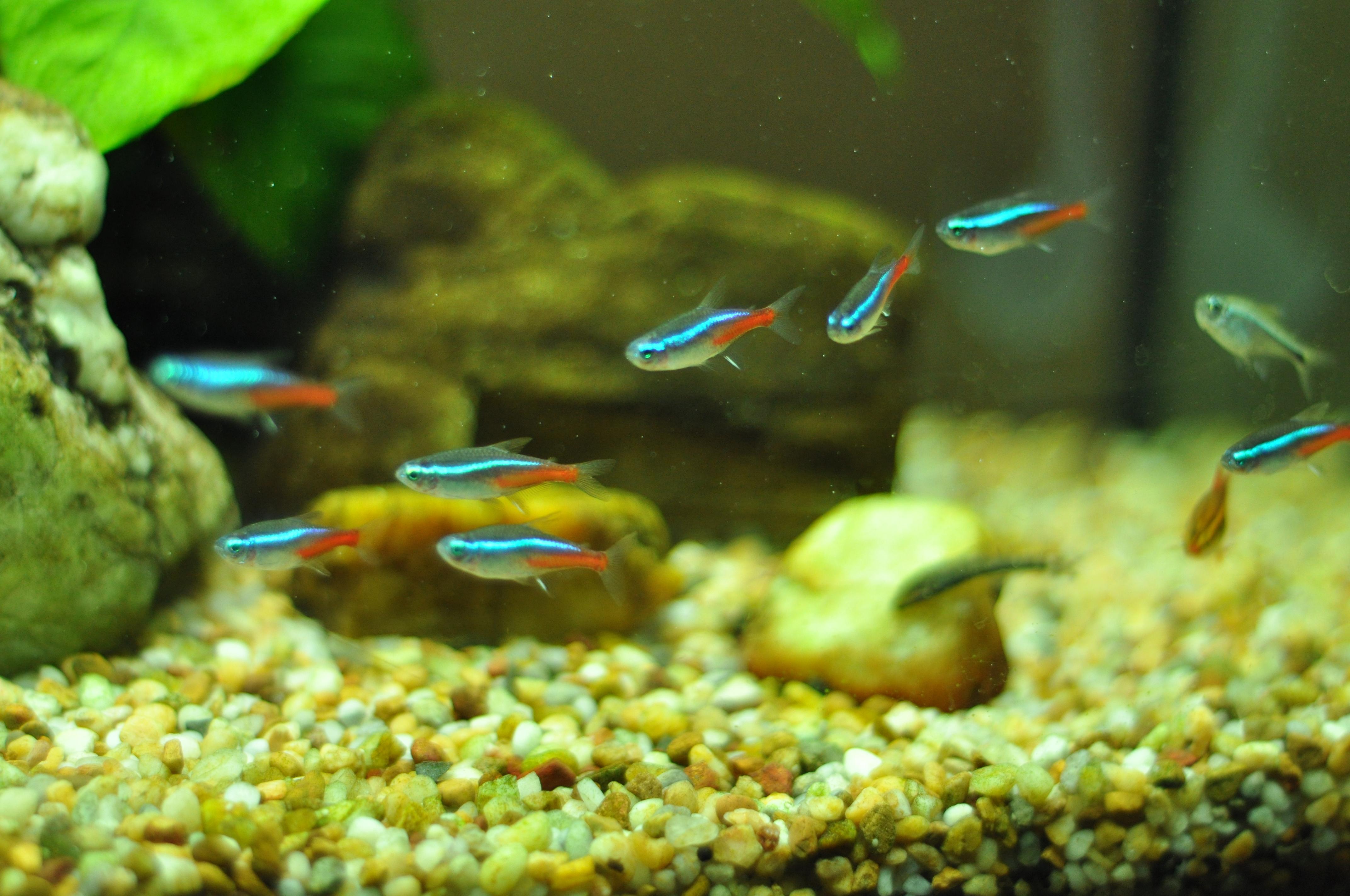 What Would Neon Tetras Look Like in A Shrimp Tank?