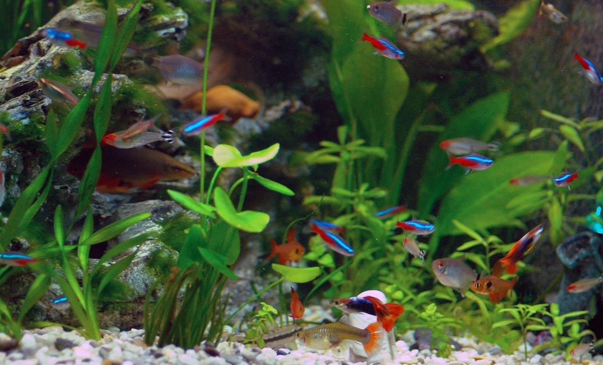 Neon Tetra Fish Facts, Care, Disease, Breeding, Tank Mates