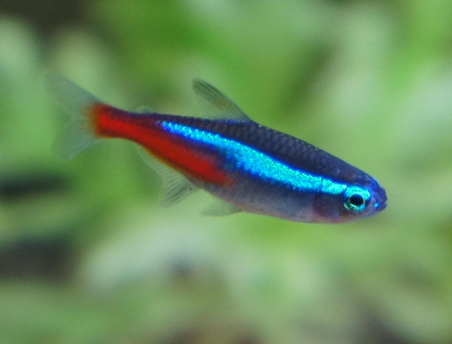 Neon tetra Fish Picture Free Download