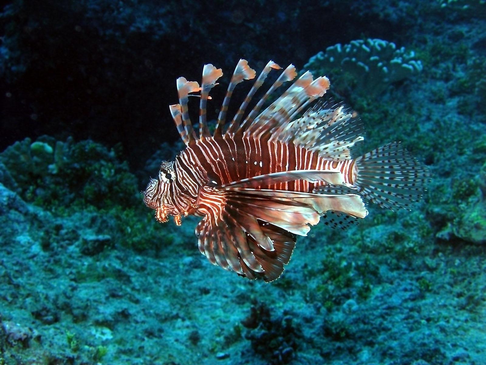 Photo turkey fish Fish Underwater world Animals 1600x1200
