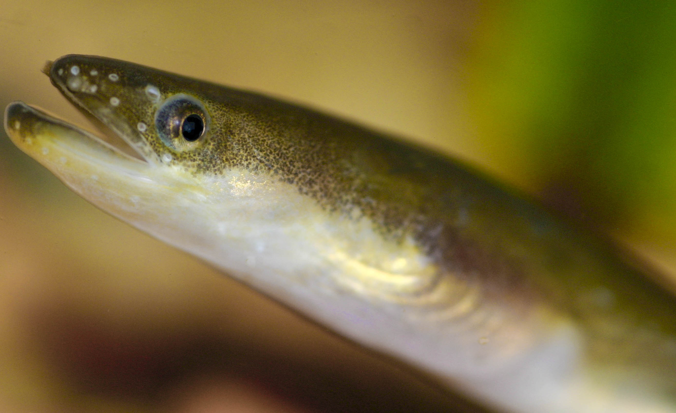 Japanese eel photo and wallpaper. Cute Japanese eel picture